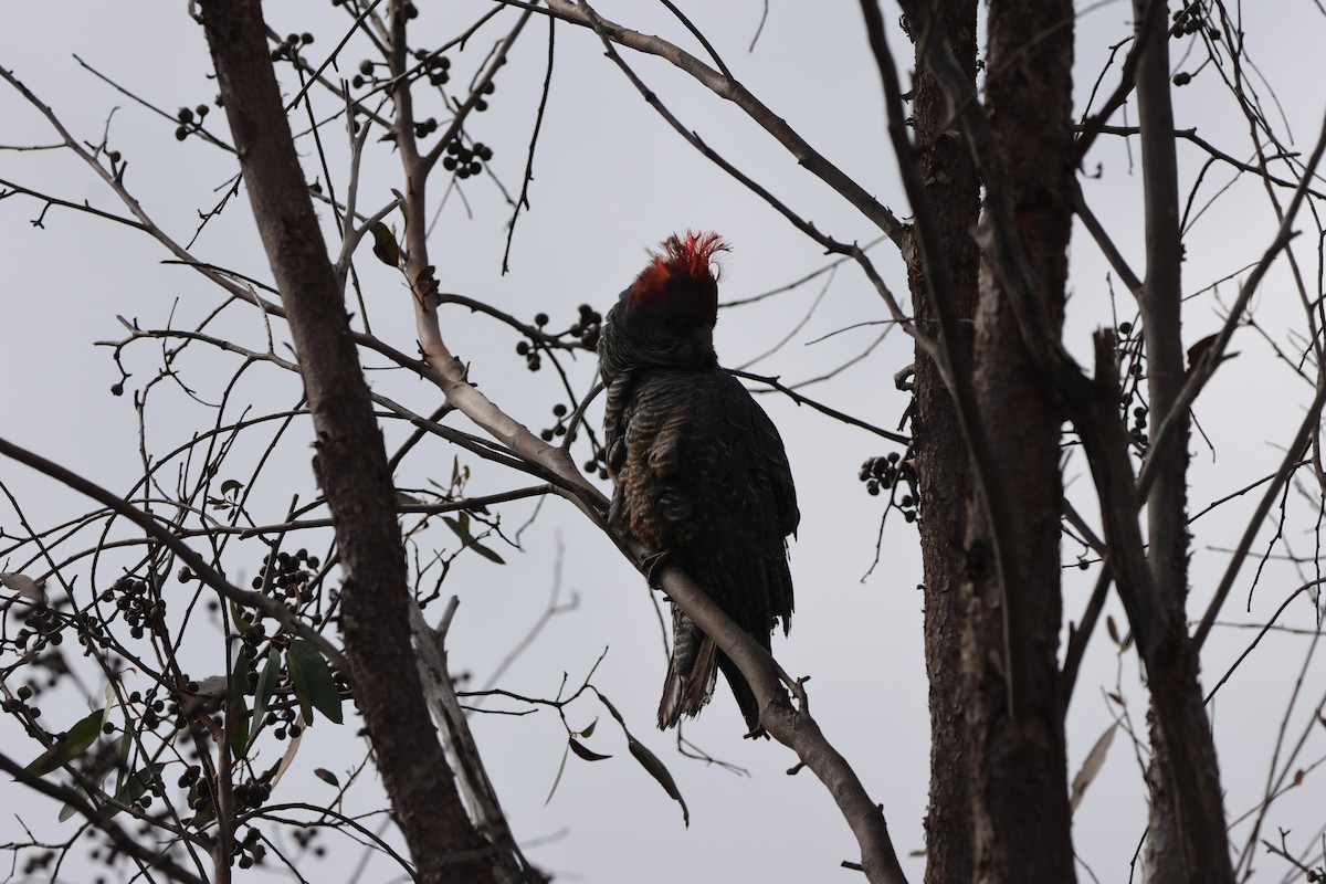 Gang-gang Cockatoo - ML641157664