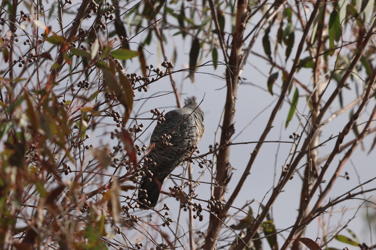 Gang-gang Cockatoo - ML641157665