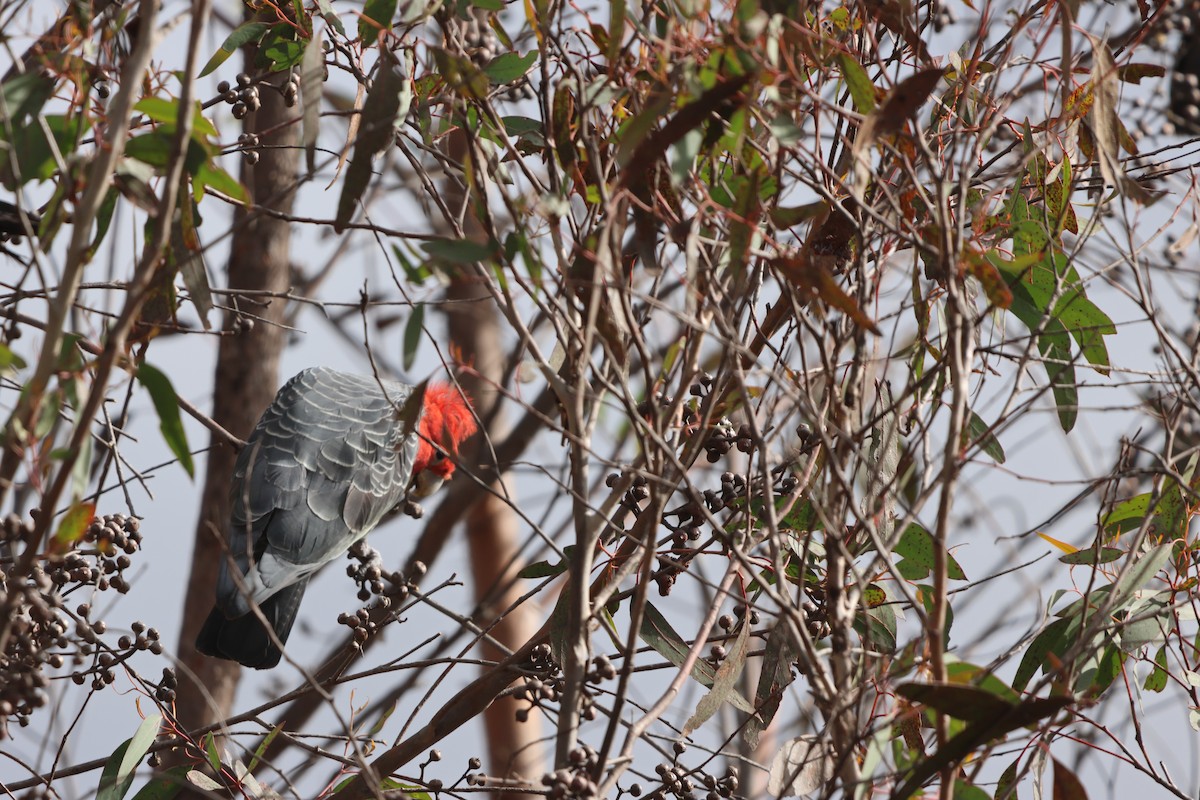 Gang-gang Cockatoo - ML641157666