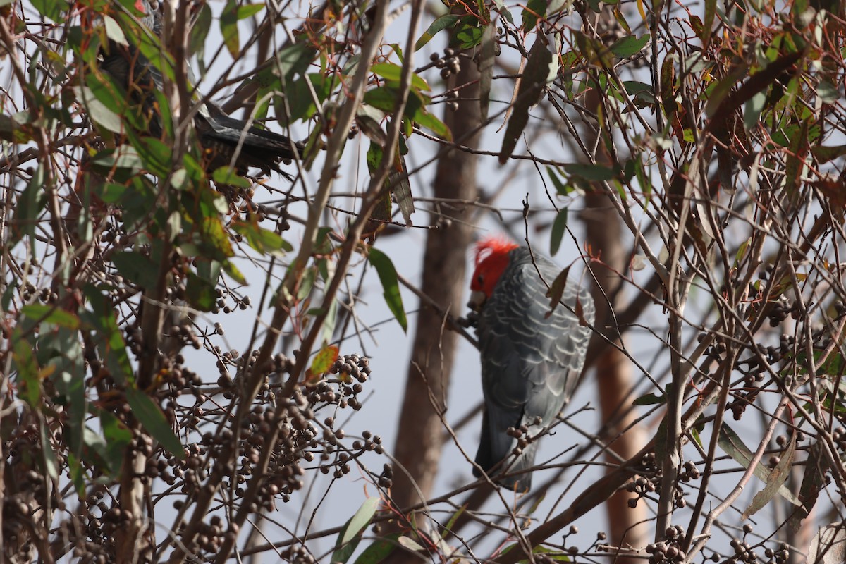 Gang-gang Cockatoo - ML641157667