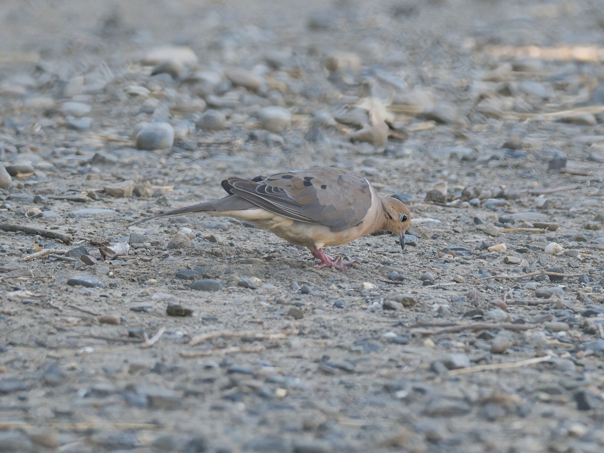 Mourning Dove - ML641157669