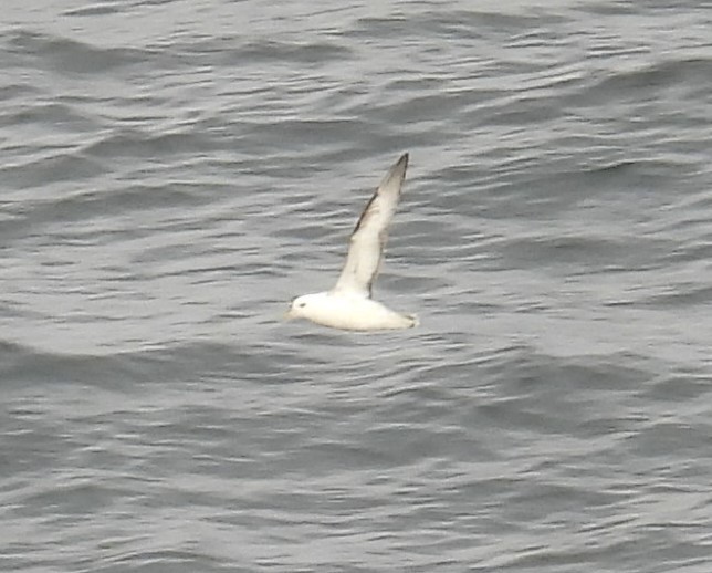 Kutup Fırtınakuşu (glacialis/auduboni) - ML641157675