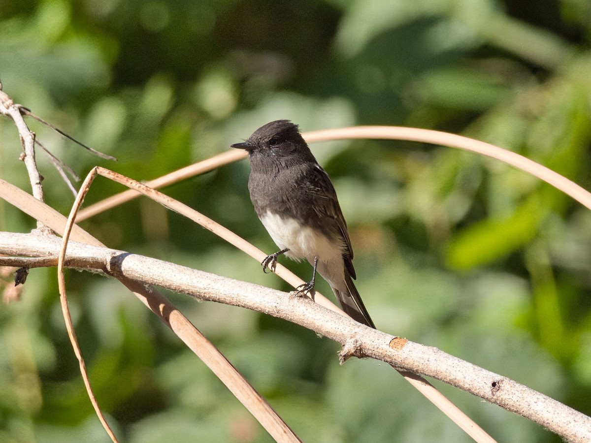 Black Phoebe - ML641157676