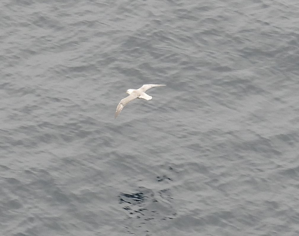 Kutup Fırtınakuşu (glacialis/auduboni) - ML641157678