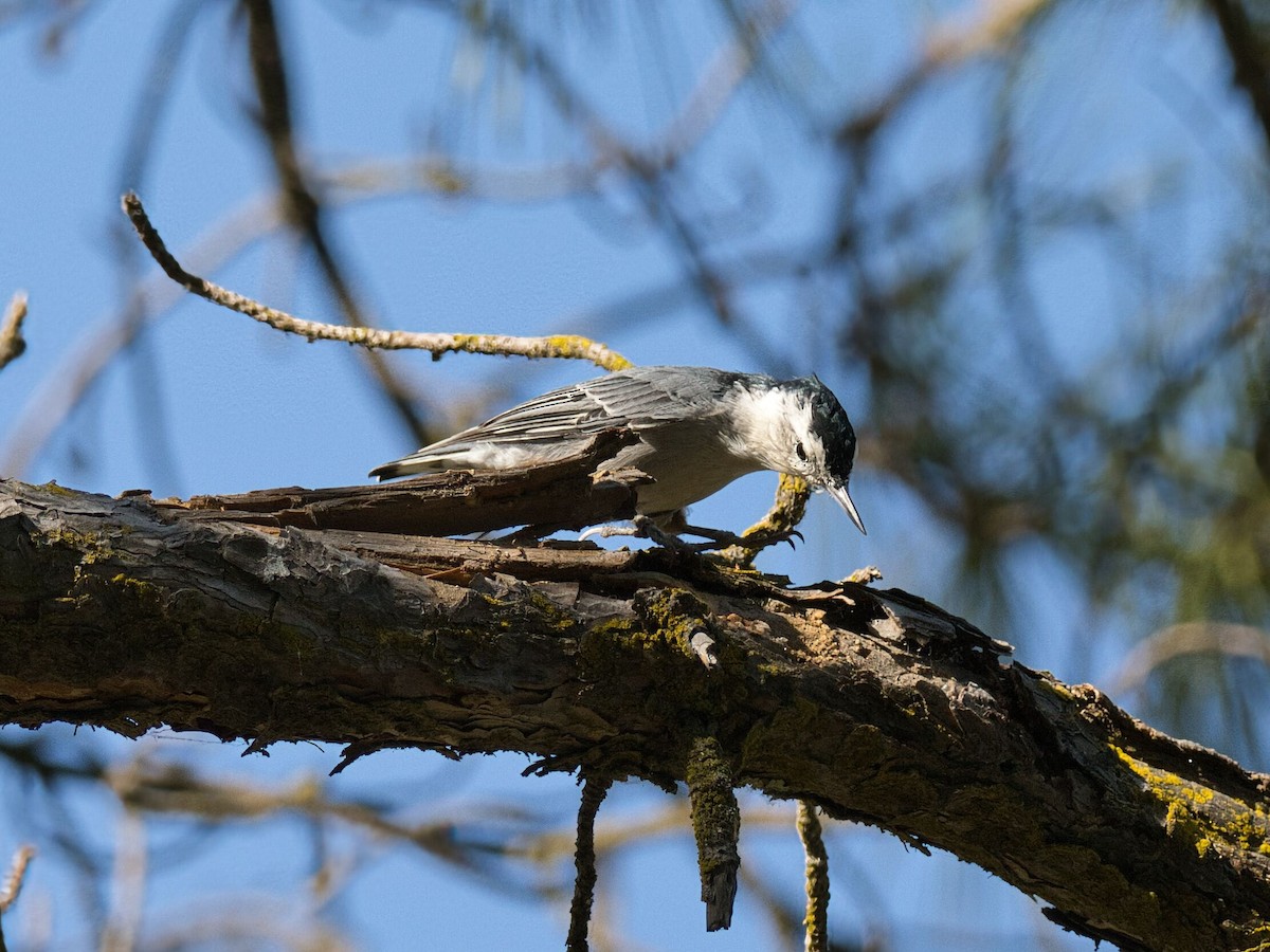 White-breasted Nuthatch - ML641157679