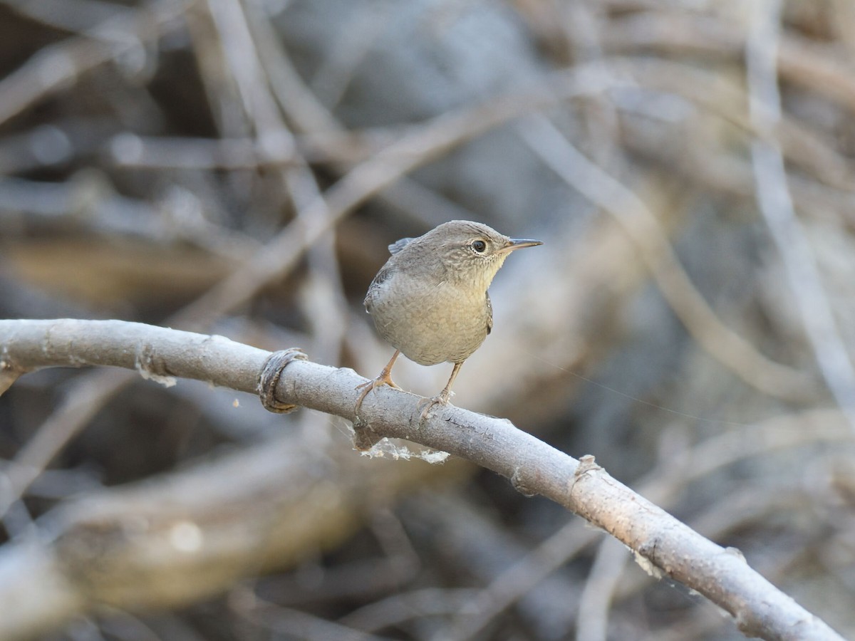 Northern House Wren - ML641157682