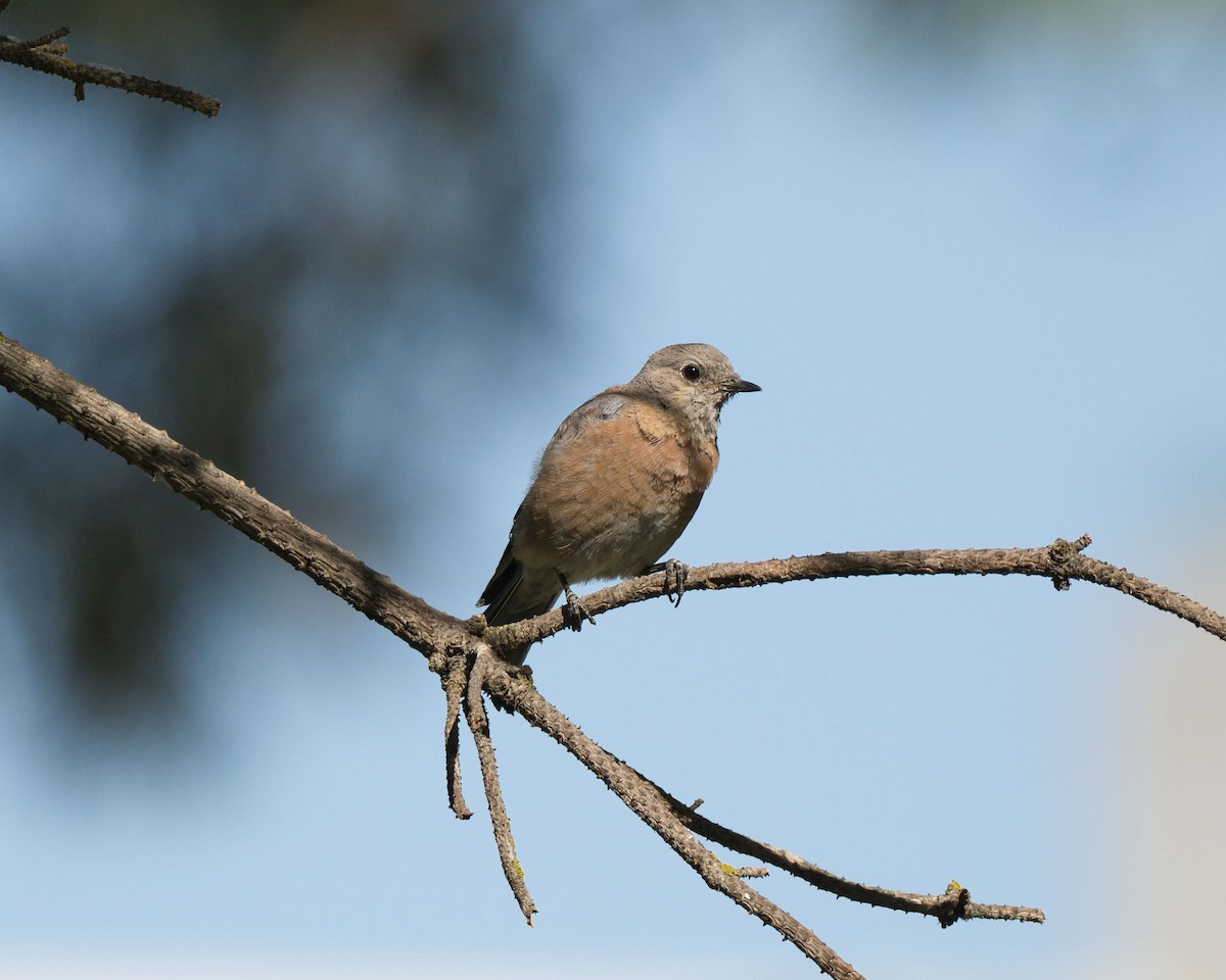 Western Bluebird - ML641157683