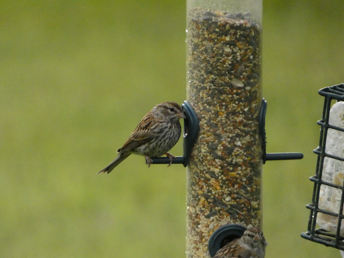 Chipping Sparrow - ML641157685