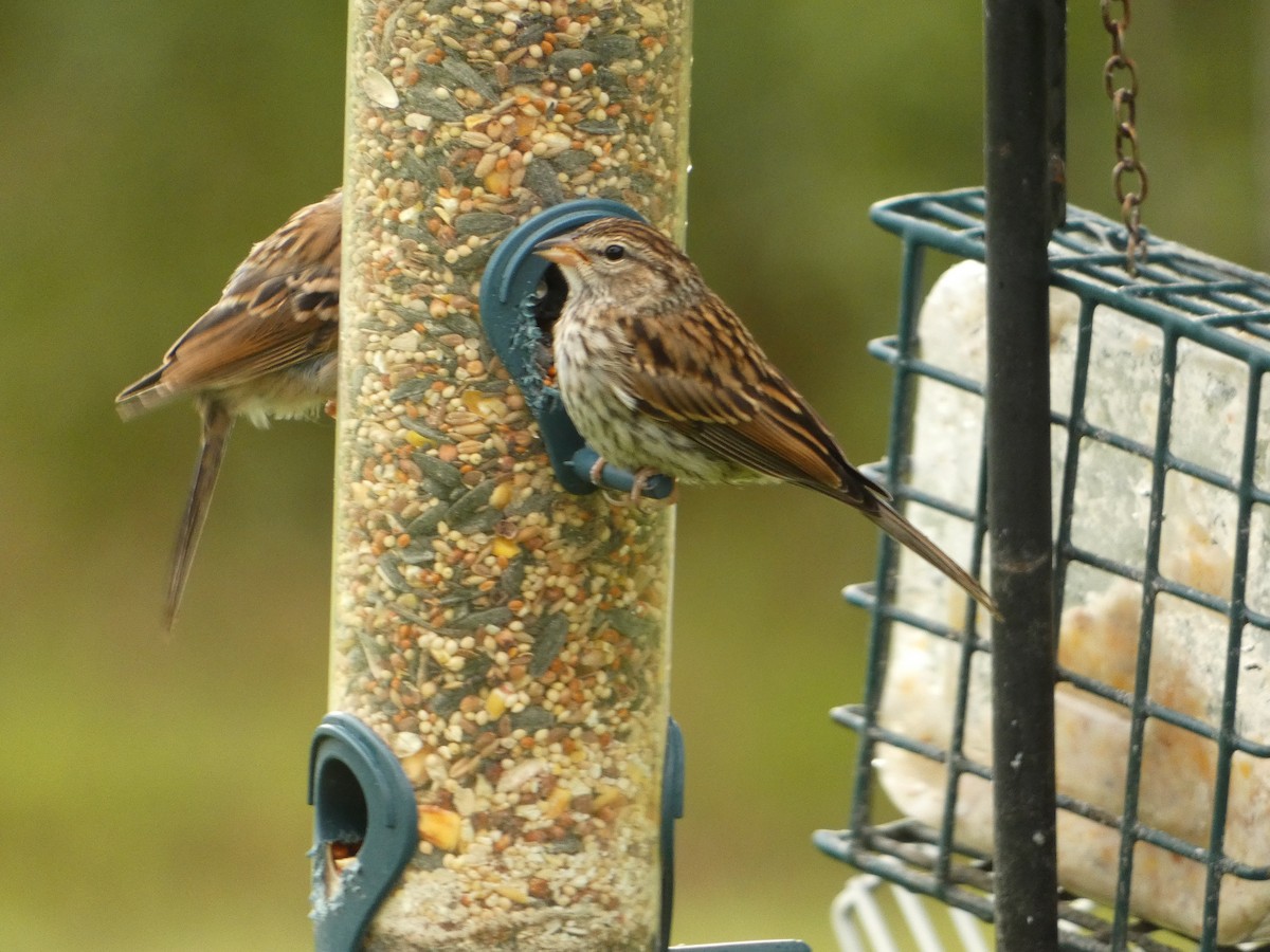Chipping Sparrow - ML641157687