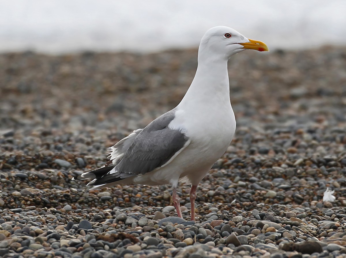 Vega Gull - ML641157691