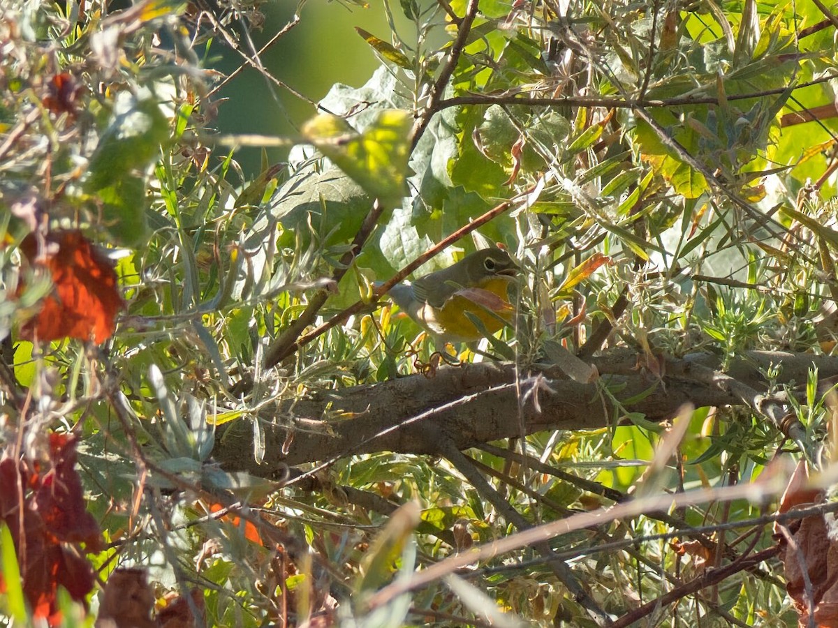Yellow-breasted Chat - ML641157692