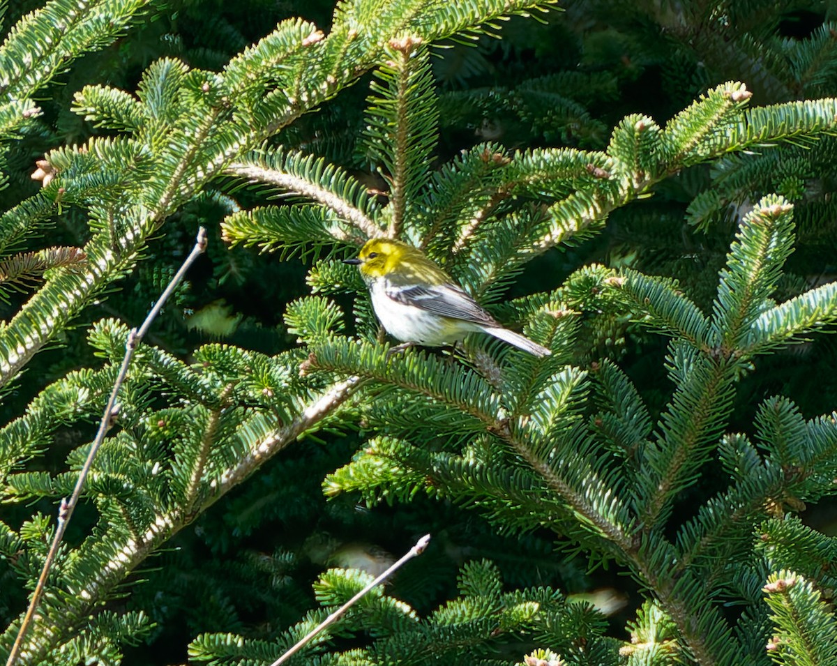 Black-throated Green Warbler - ML641157694
