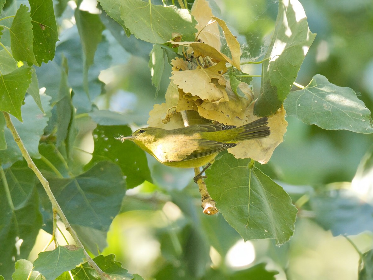 Orange-crowned Warbler - ML641157699