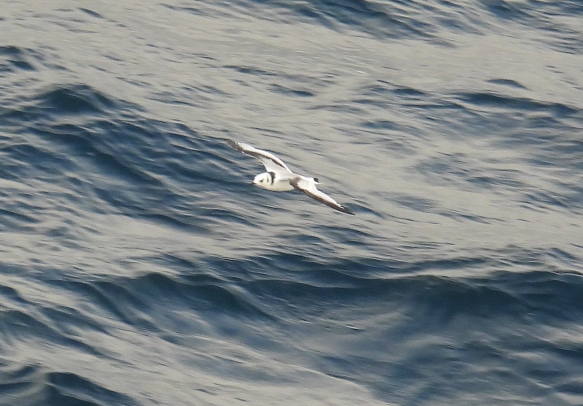 Gaviota Tridáctila - ML641157700