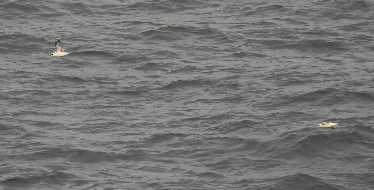 Kutup Fırtınakuşu (glacialis/auduboni) - ML641157712