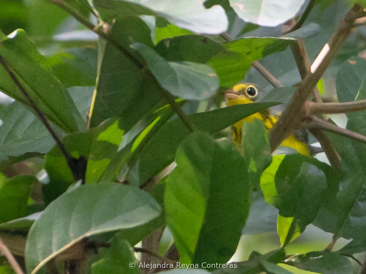 Canada Warbler - ML641157720