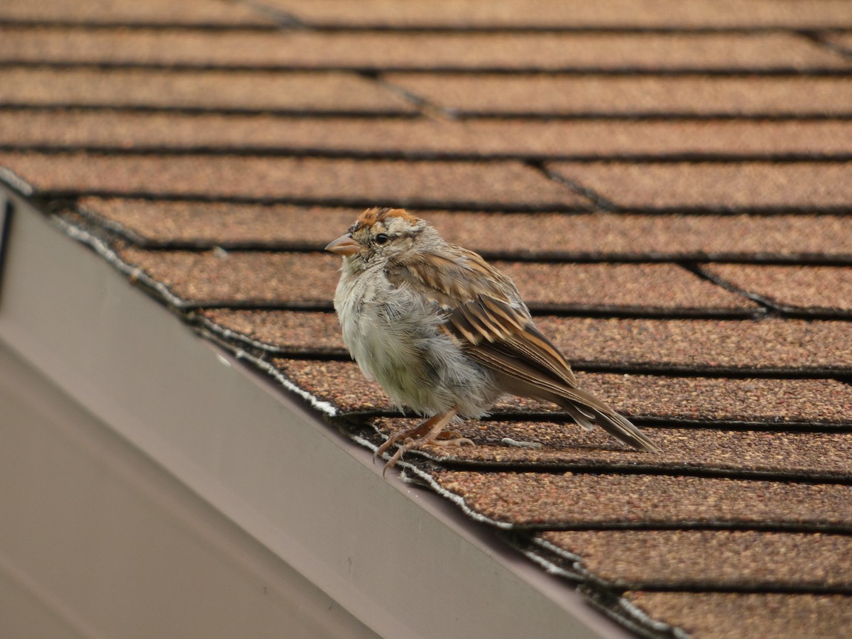Chipping Sparrow - ML641157726