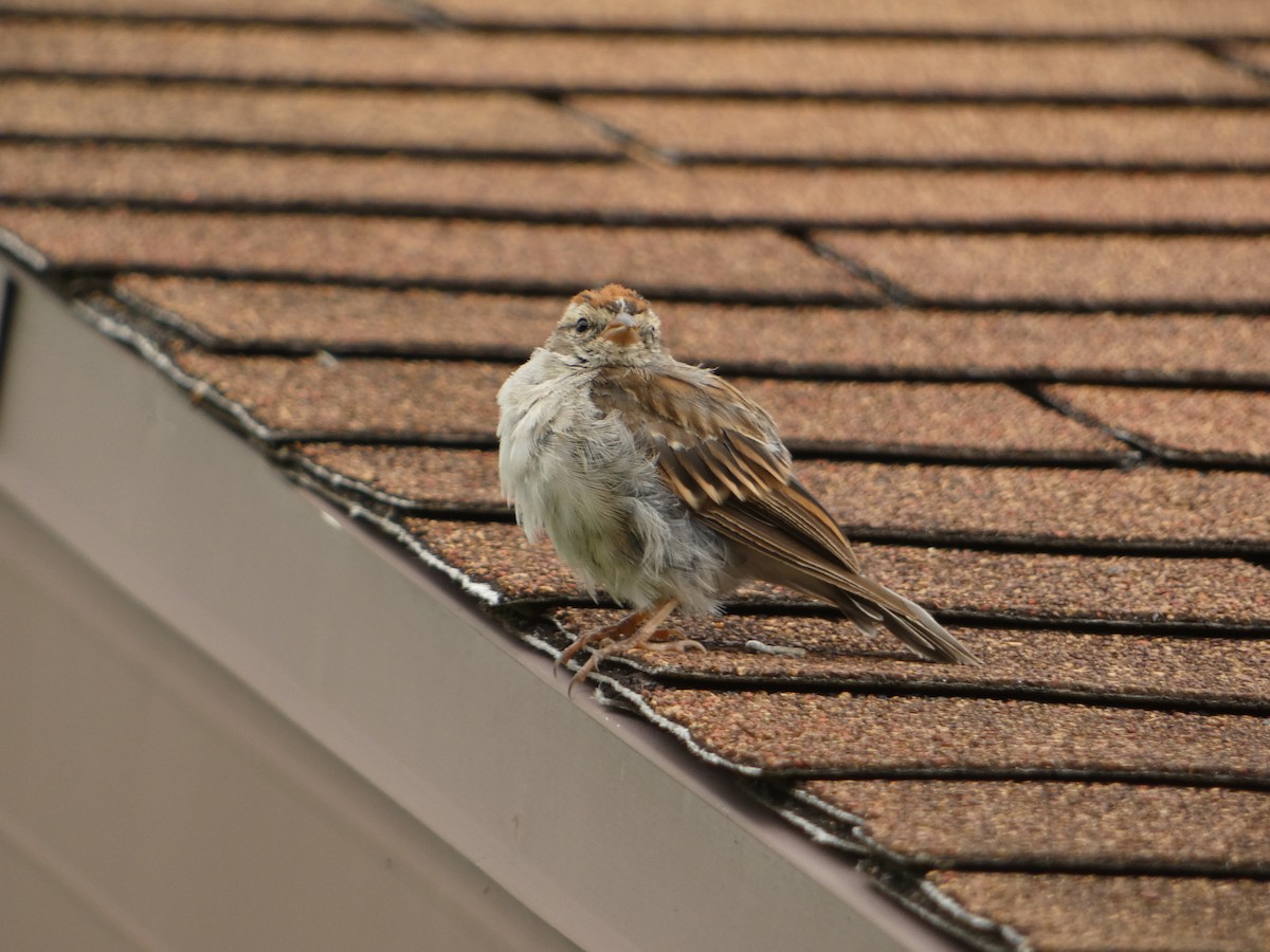 Chipping Sparrow - ML641157727