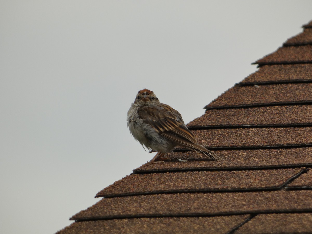 Chipping Sparrow - ML641157728