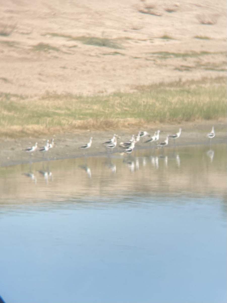 American Avocet - ML641157742