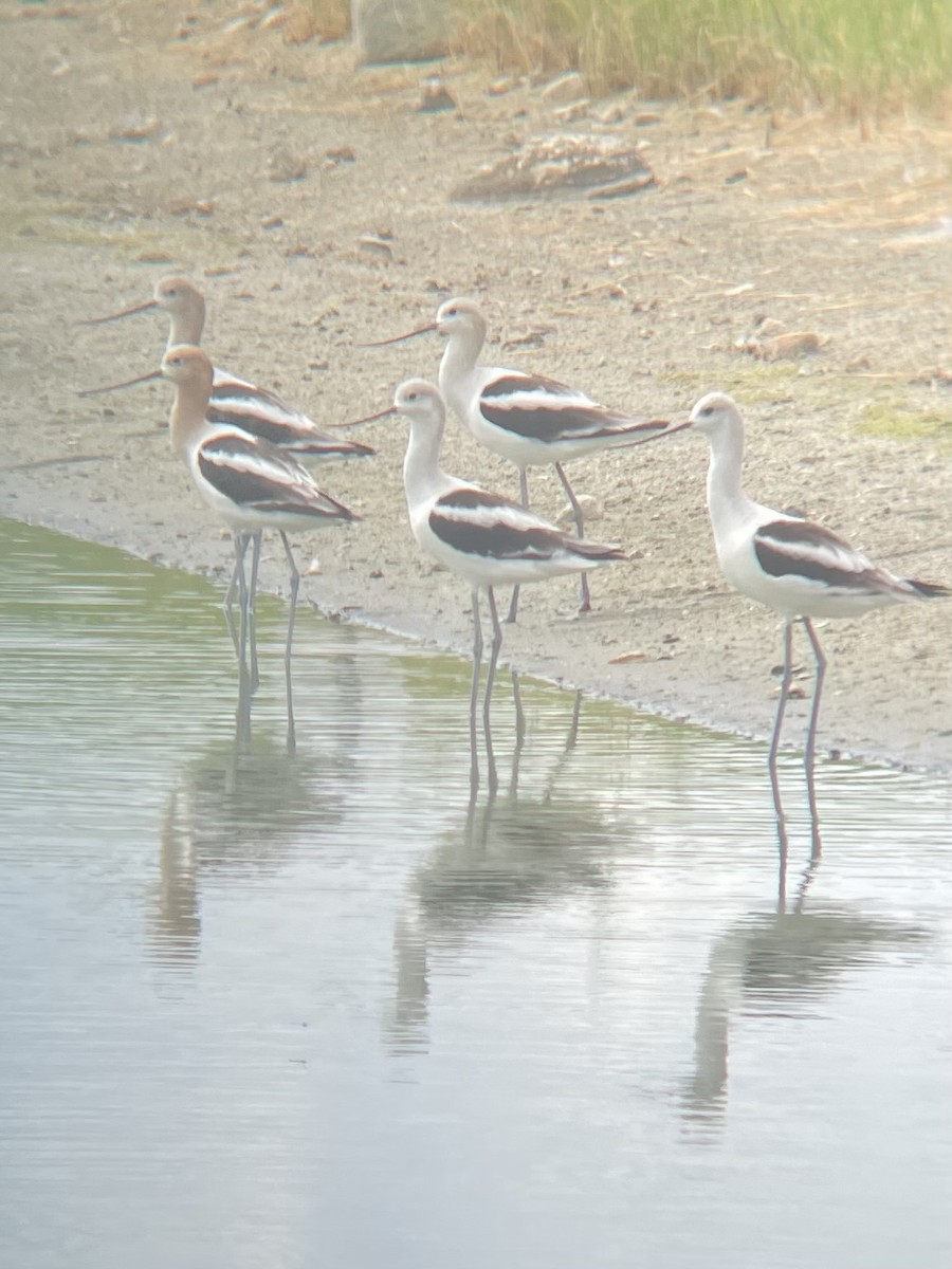 American Avocet - ML641157743