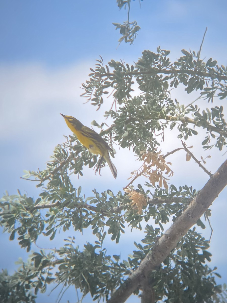 Prairie Warbler - ML641157752