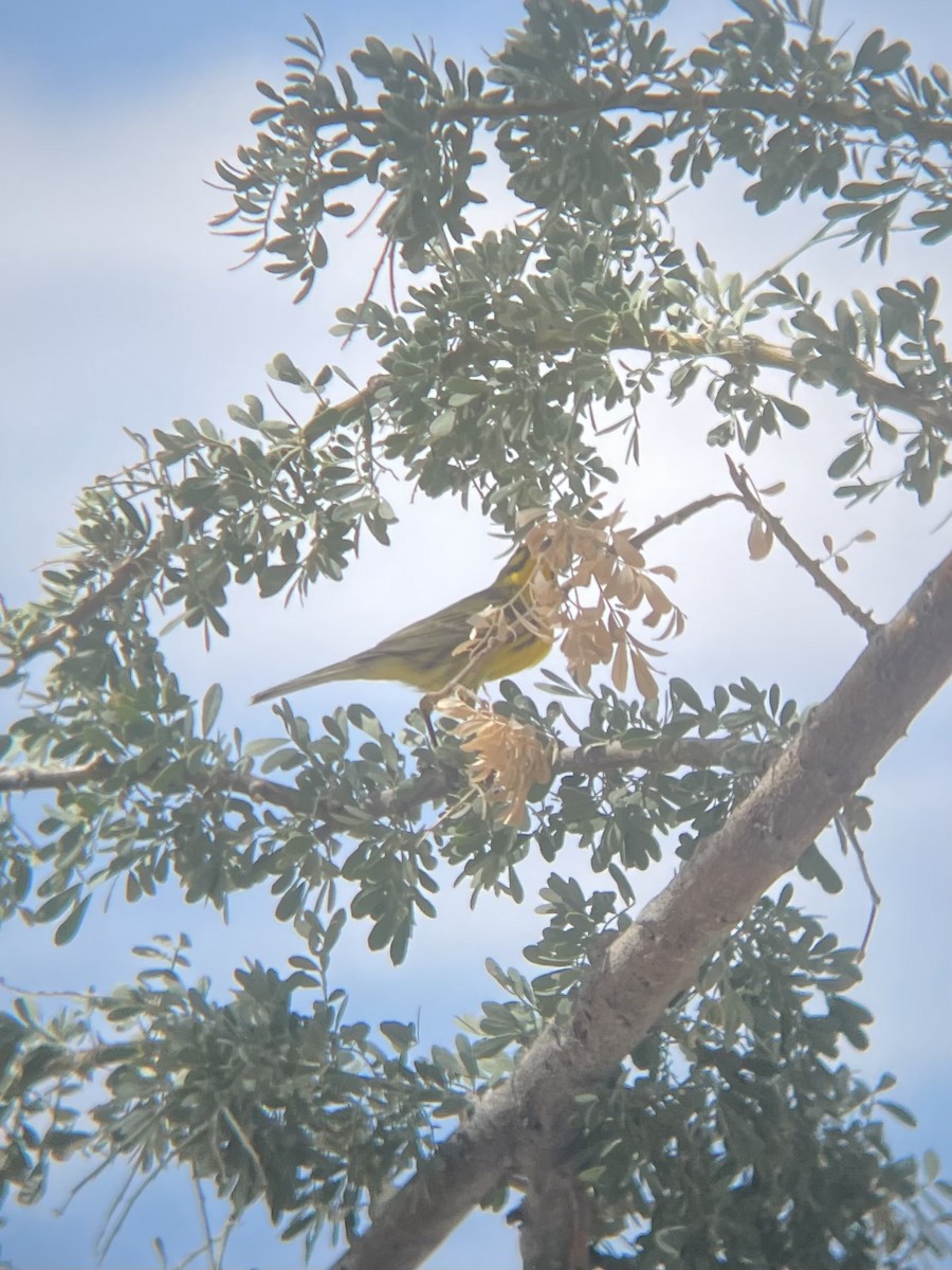 Prairie Warbler - ML641157754