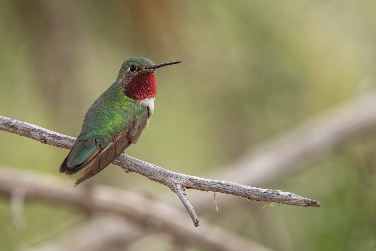 Broad-tailed Hummingbird - ML641157760