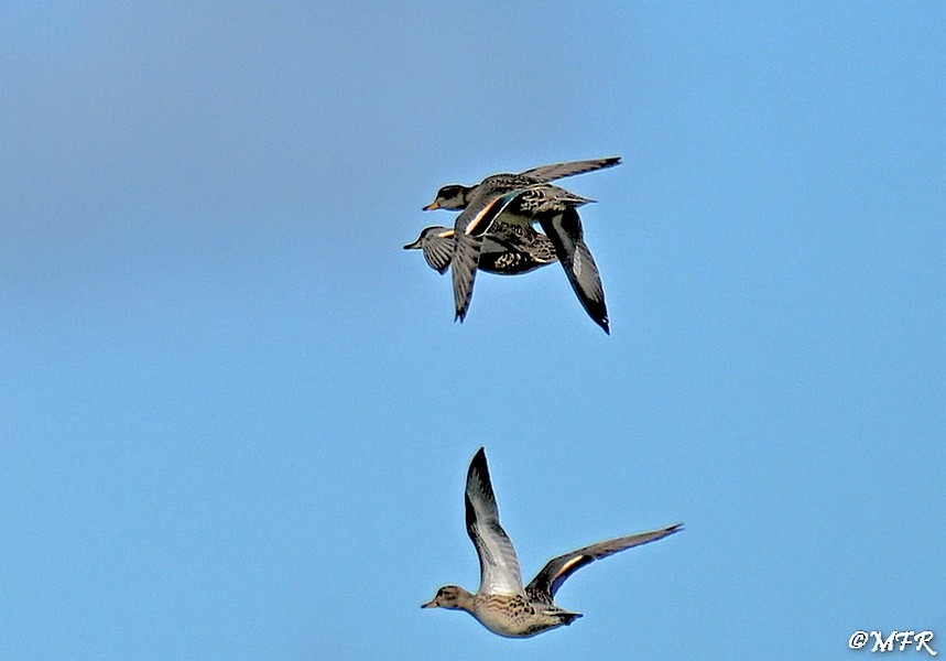 Green-winged Teal - ML641157761