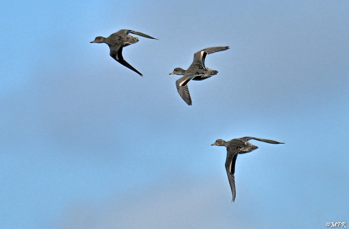 Green-winged Teal - ML641157762
