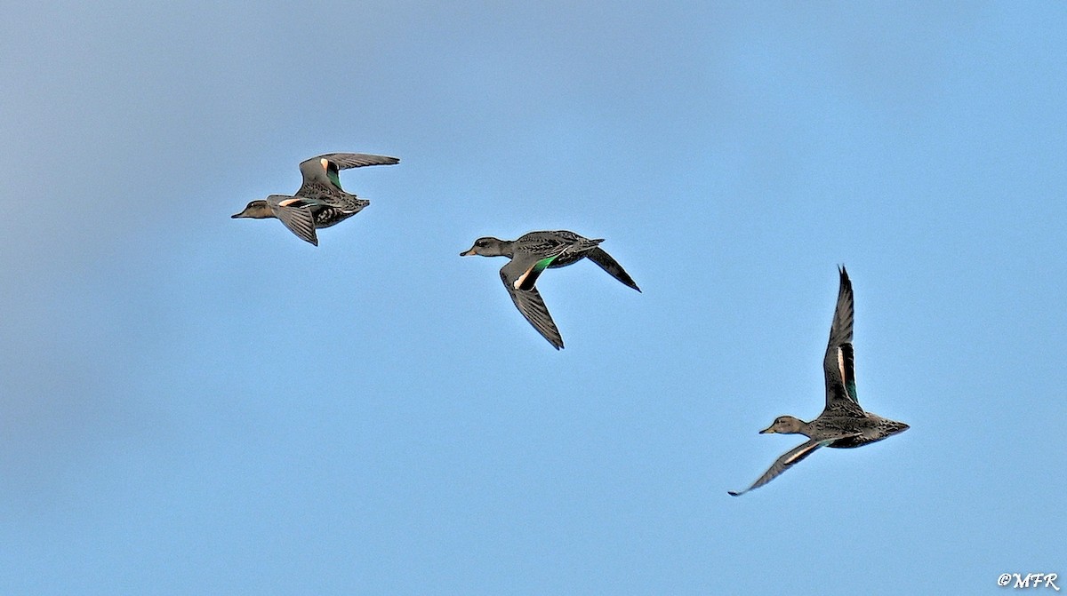 Green-winged Teal - ML641157763