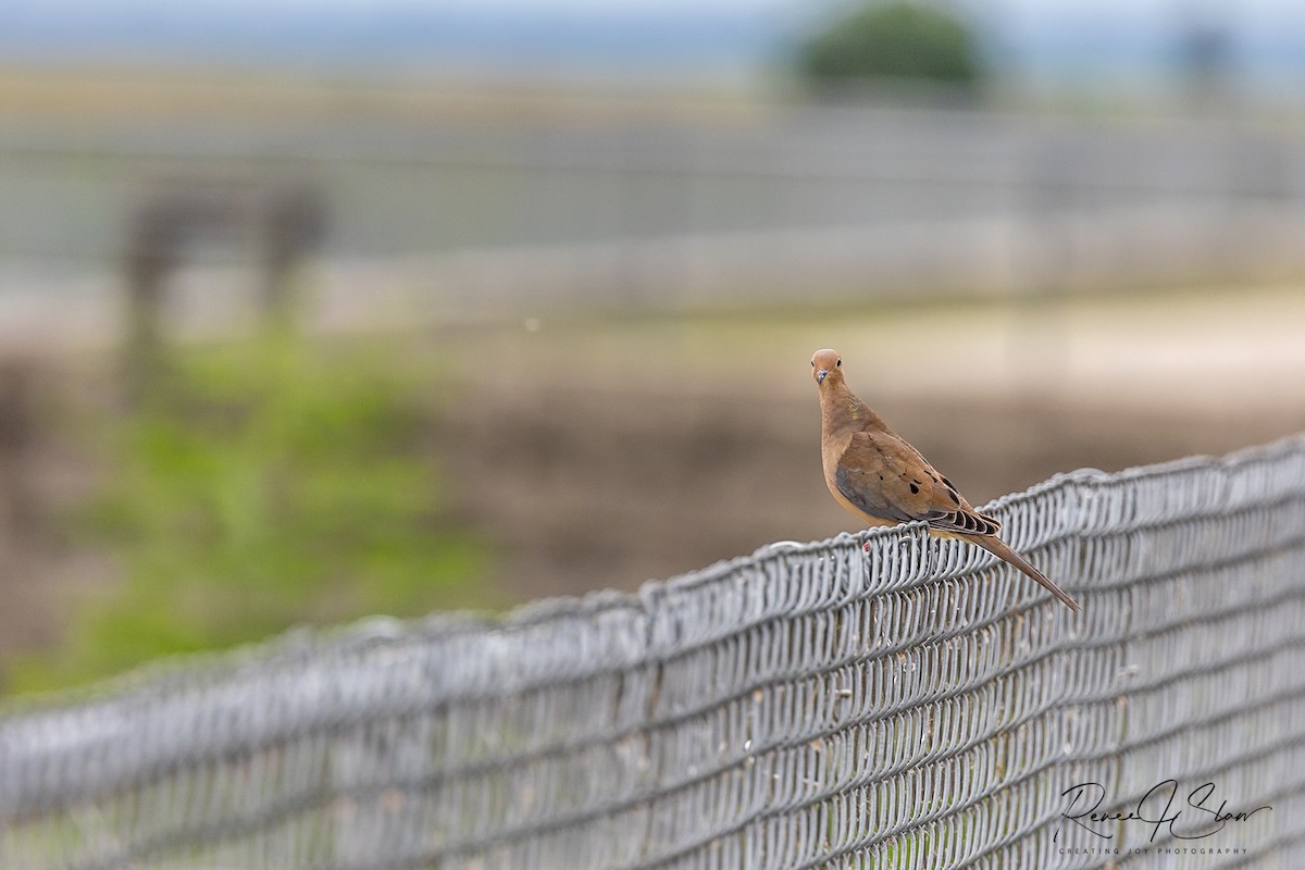 Mourning Dove - ML641157780