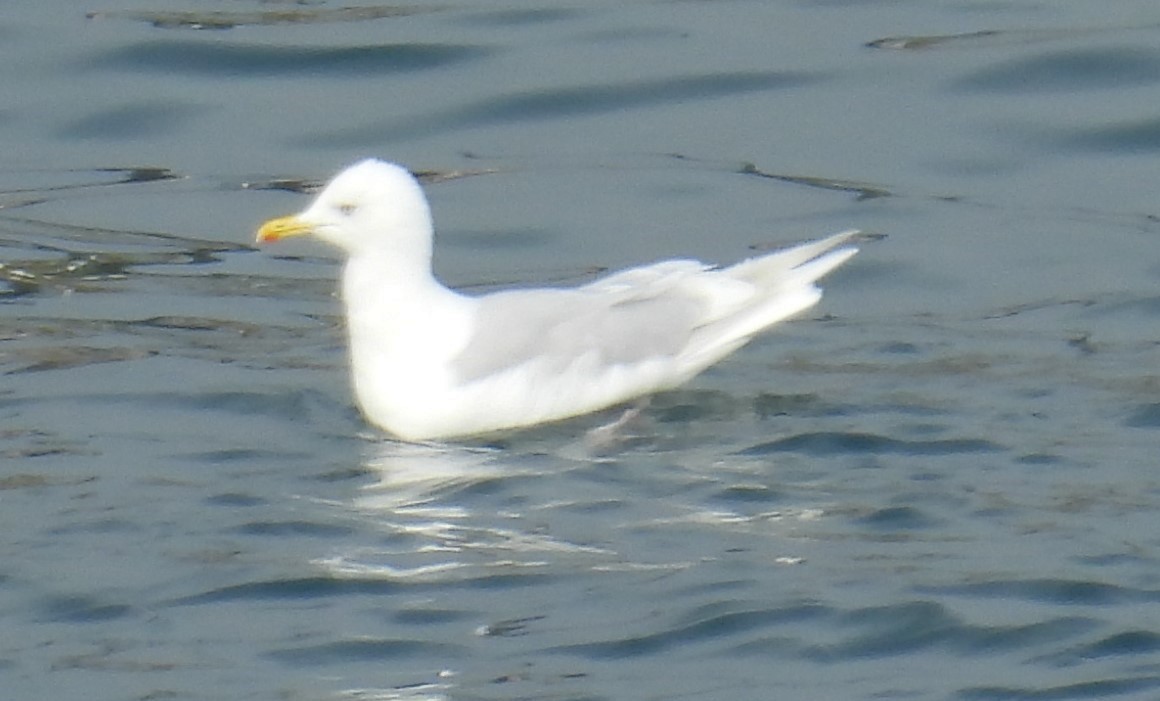 racek polární - ML641157787