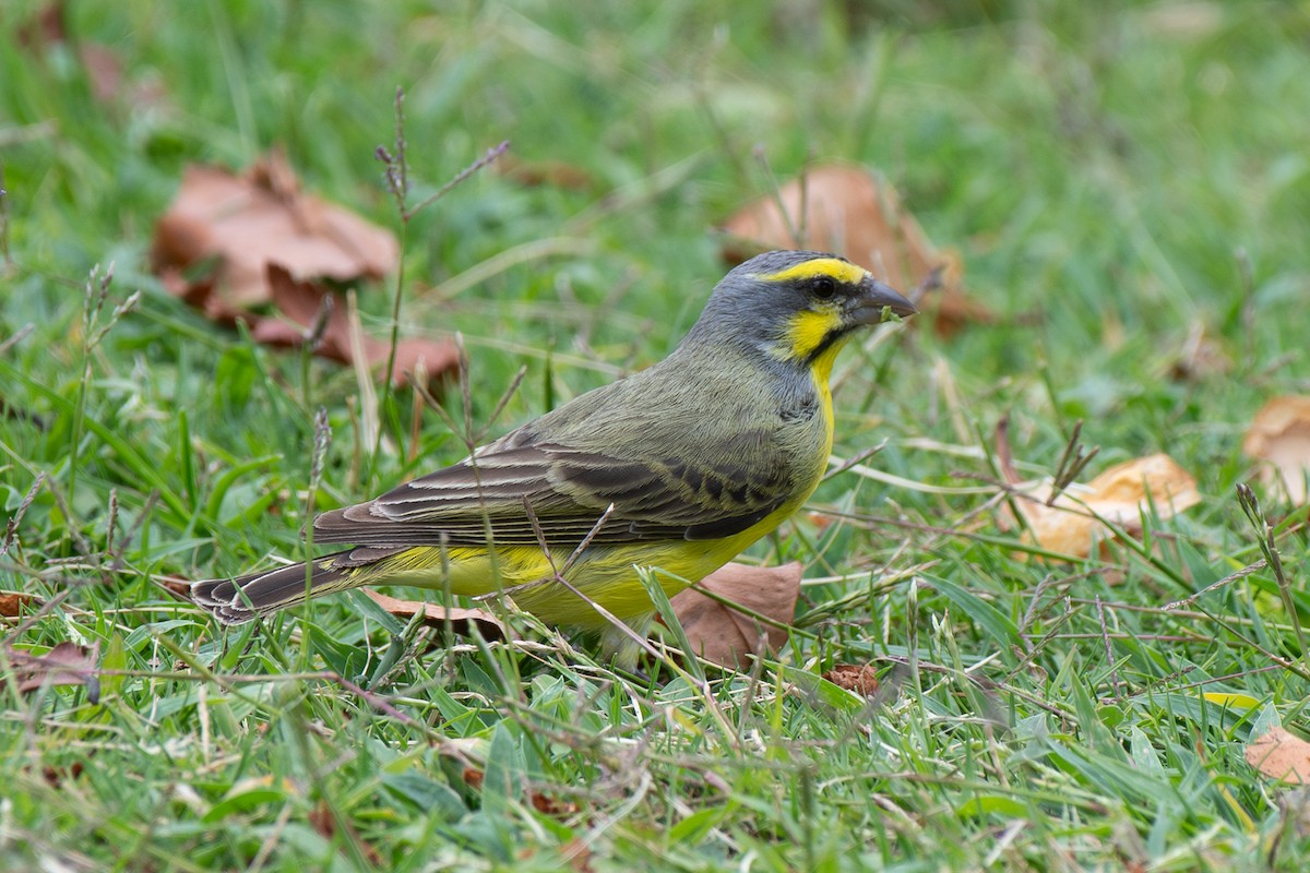 Yellow-fronted Canary - ML641157809