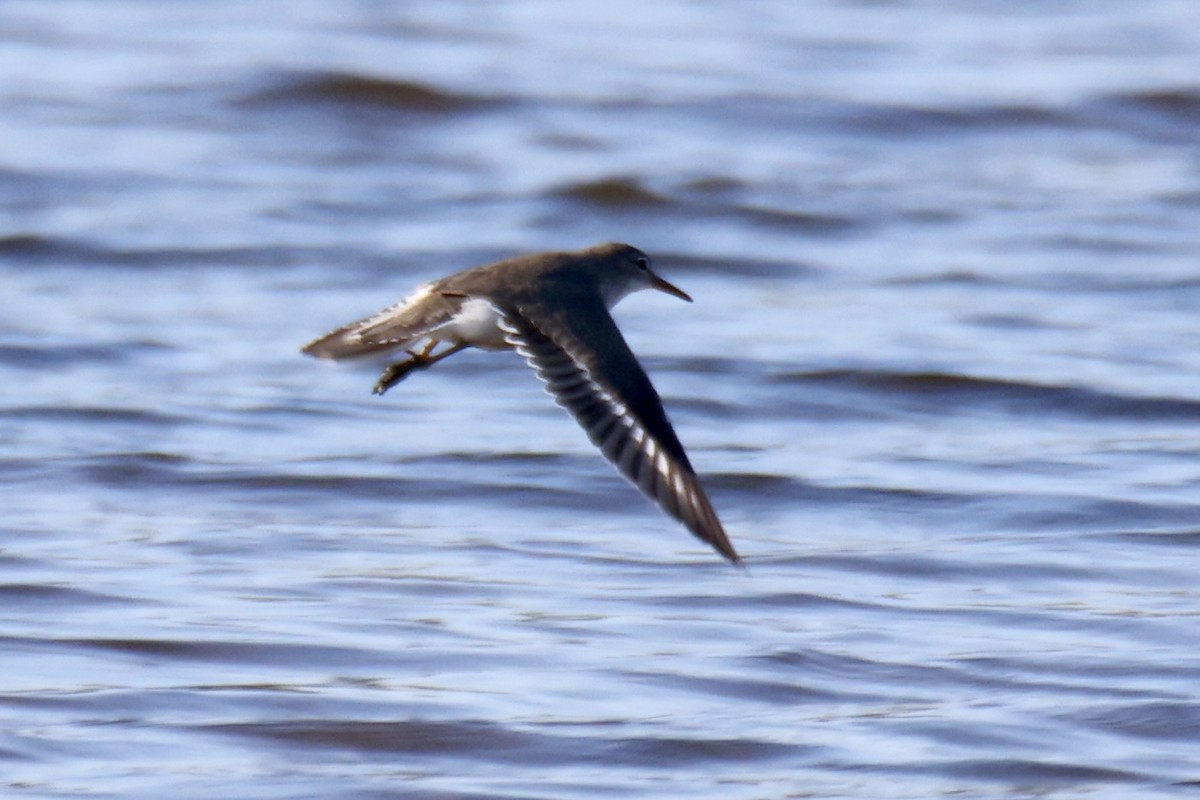 Spotted Sandpiper - ML641157810