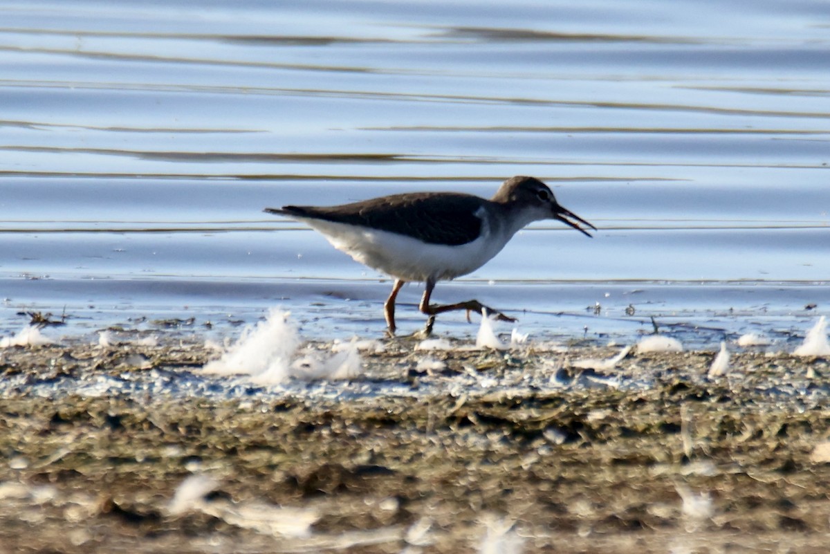 Spotted Sandpiper - ML641157812