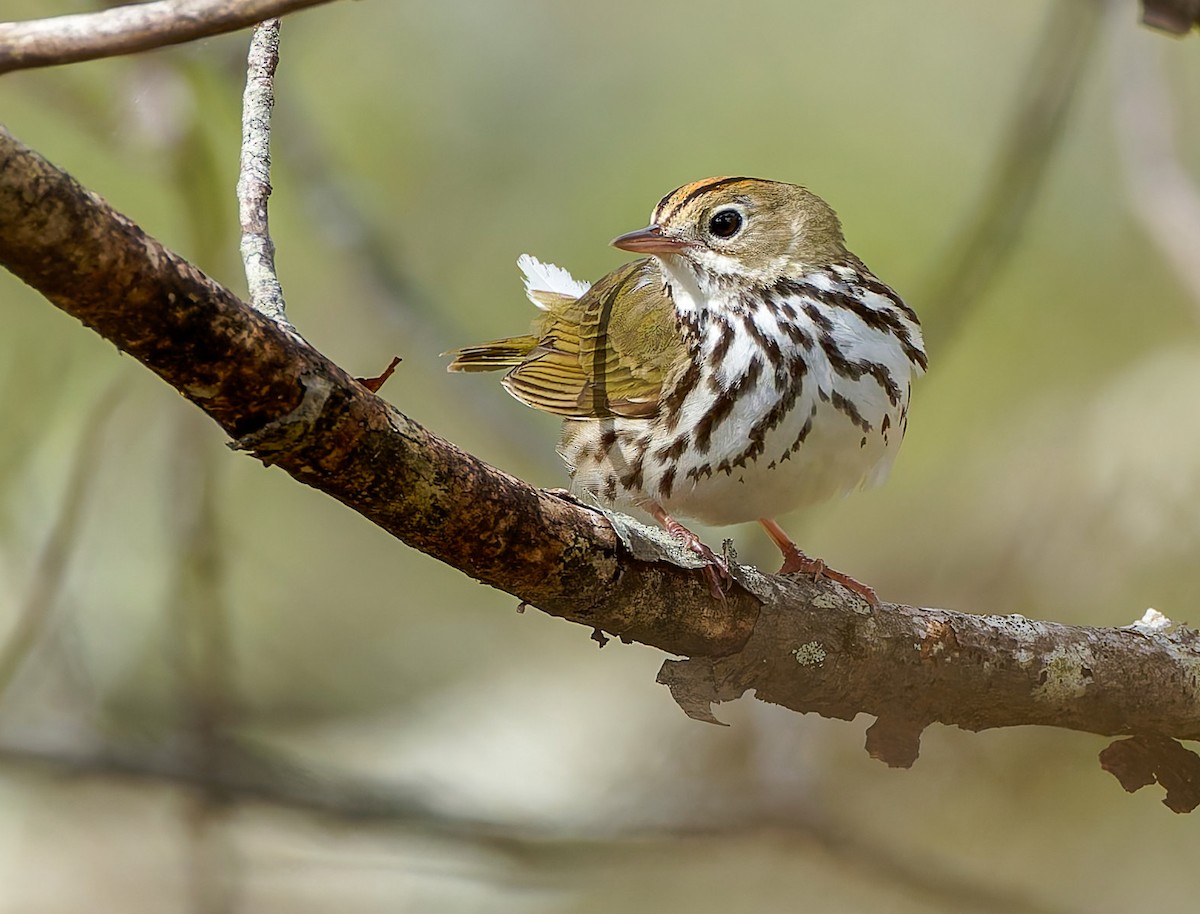 Ovenbird - ML641157827