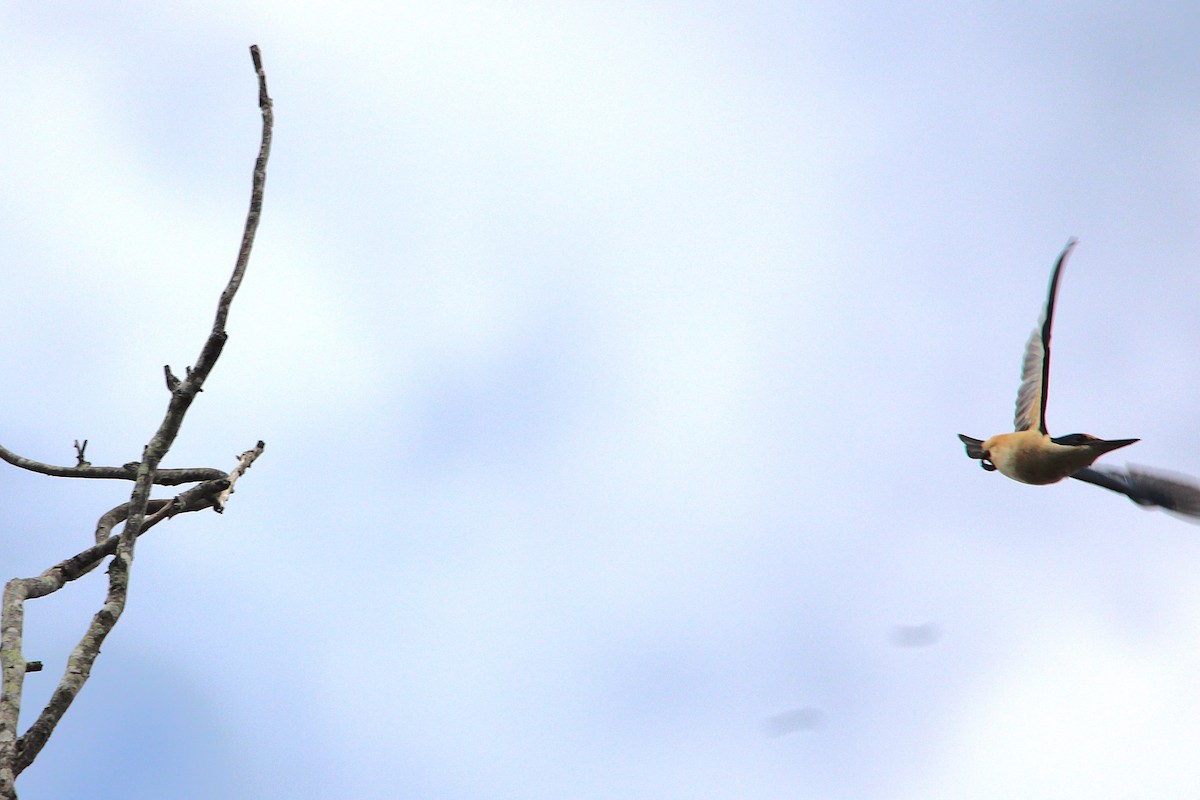 Sacred Kingfisher - ML641157829