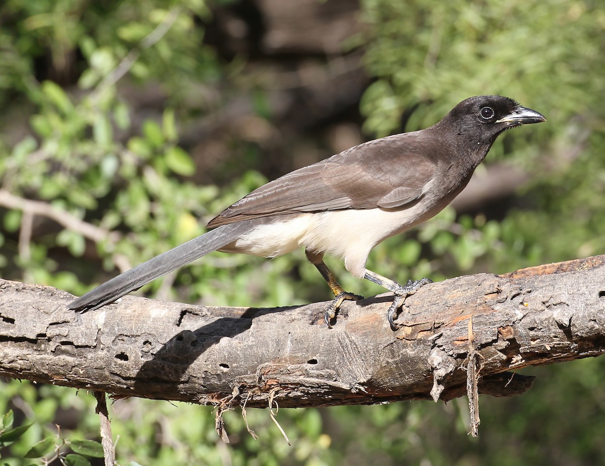 Brown Jay - ML641157830