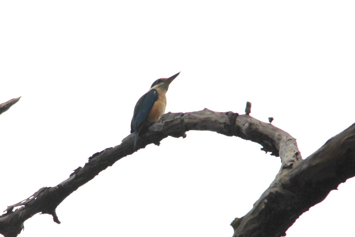 Sacred Kingfisher - ML641157837