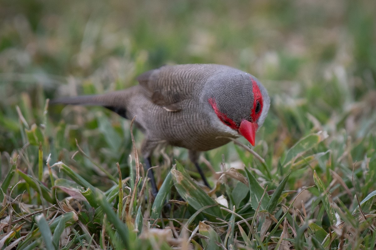 Common Waxbill - ML641157840
