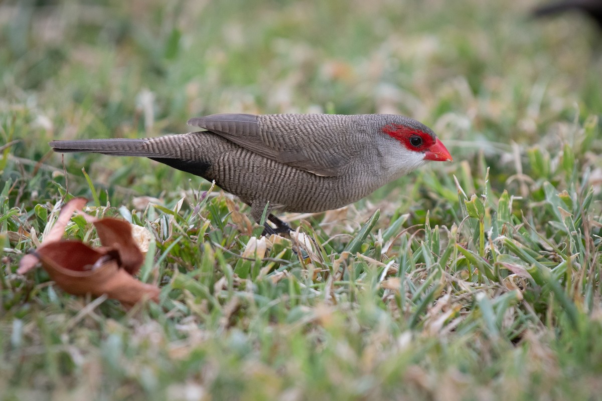 Common Waxbill - ML641157841