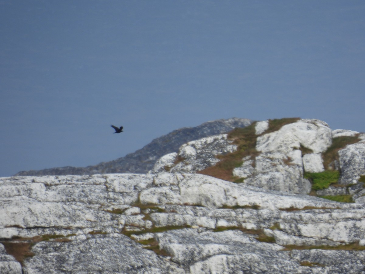 Kuzgun - ML641157844