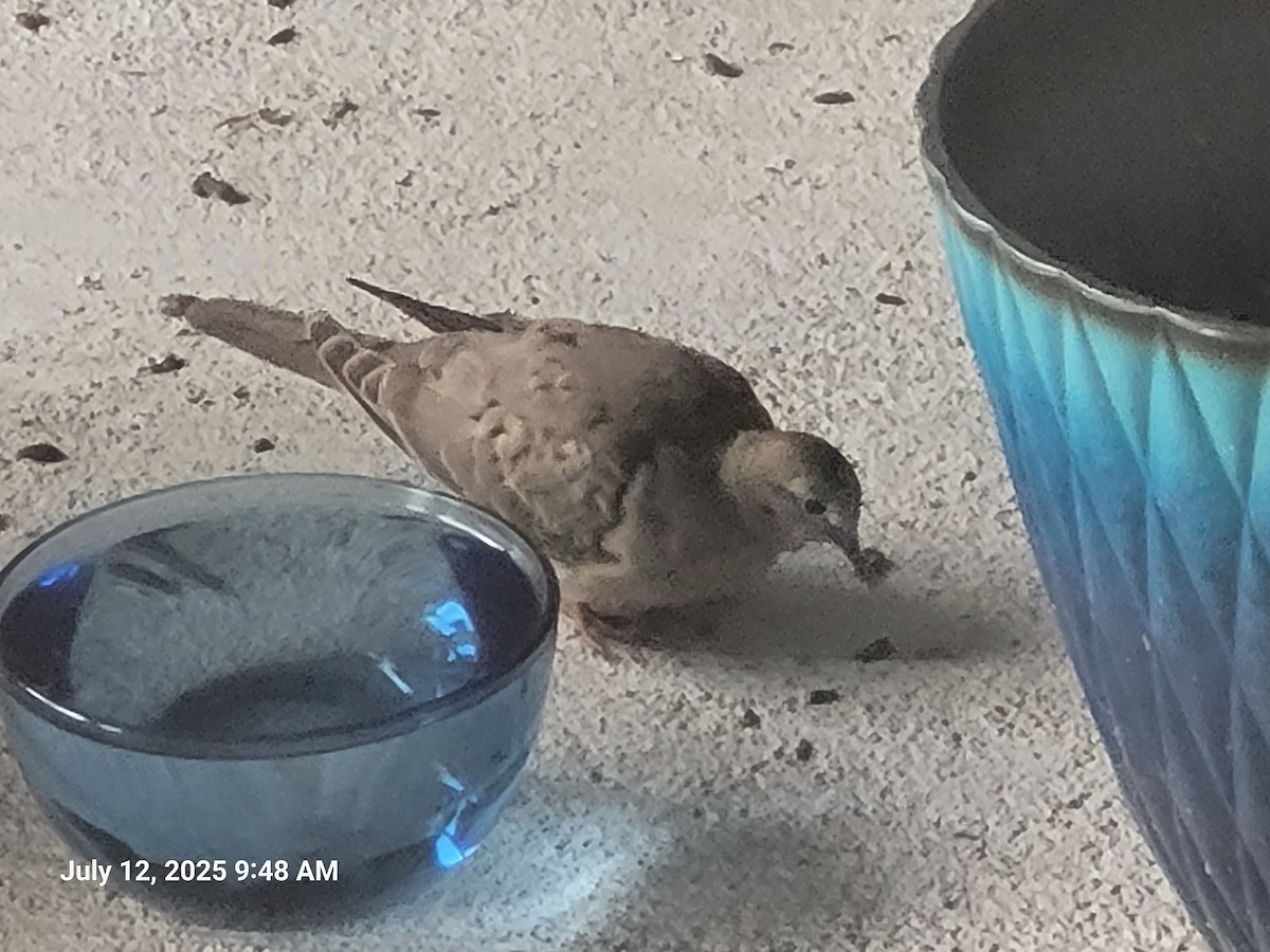 Mourning Dove - ML641157859