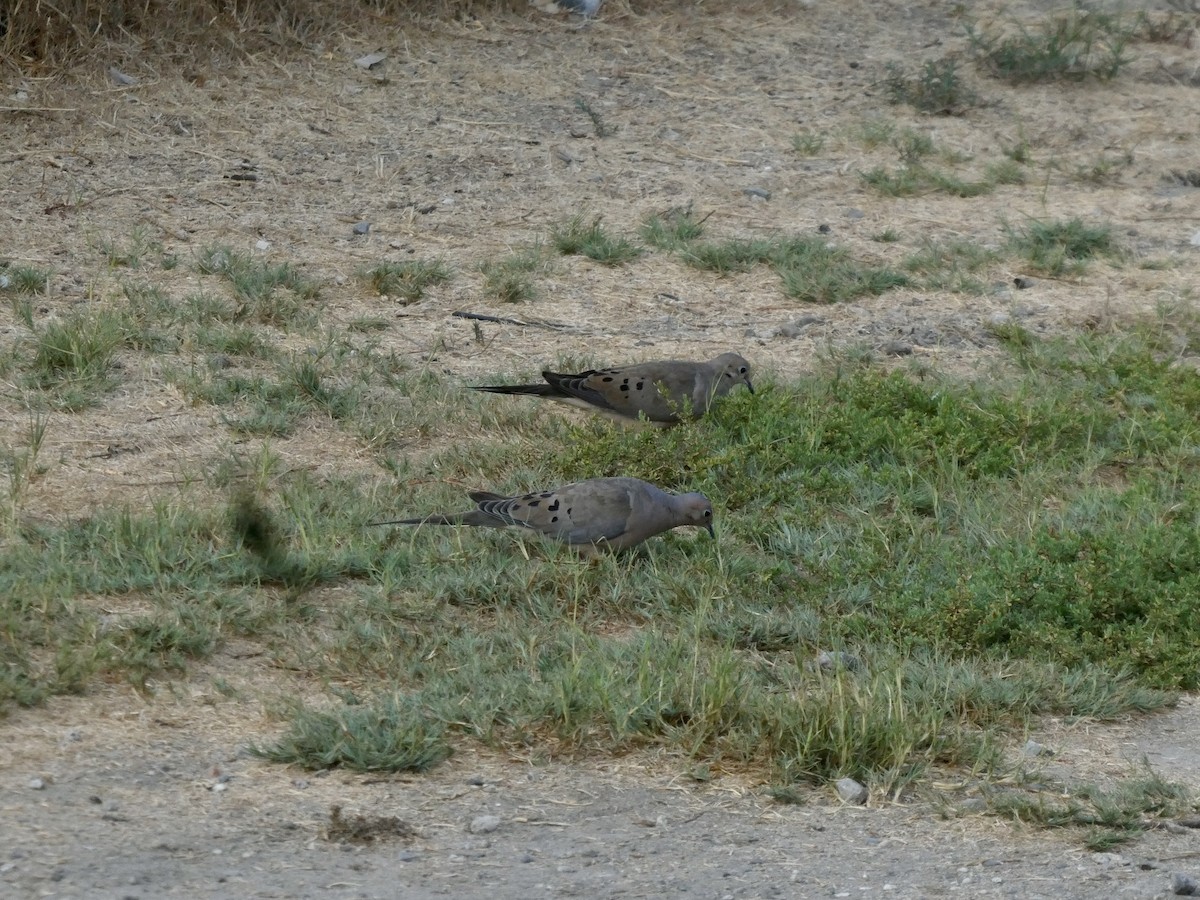Mourning Dove - ML641157868
