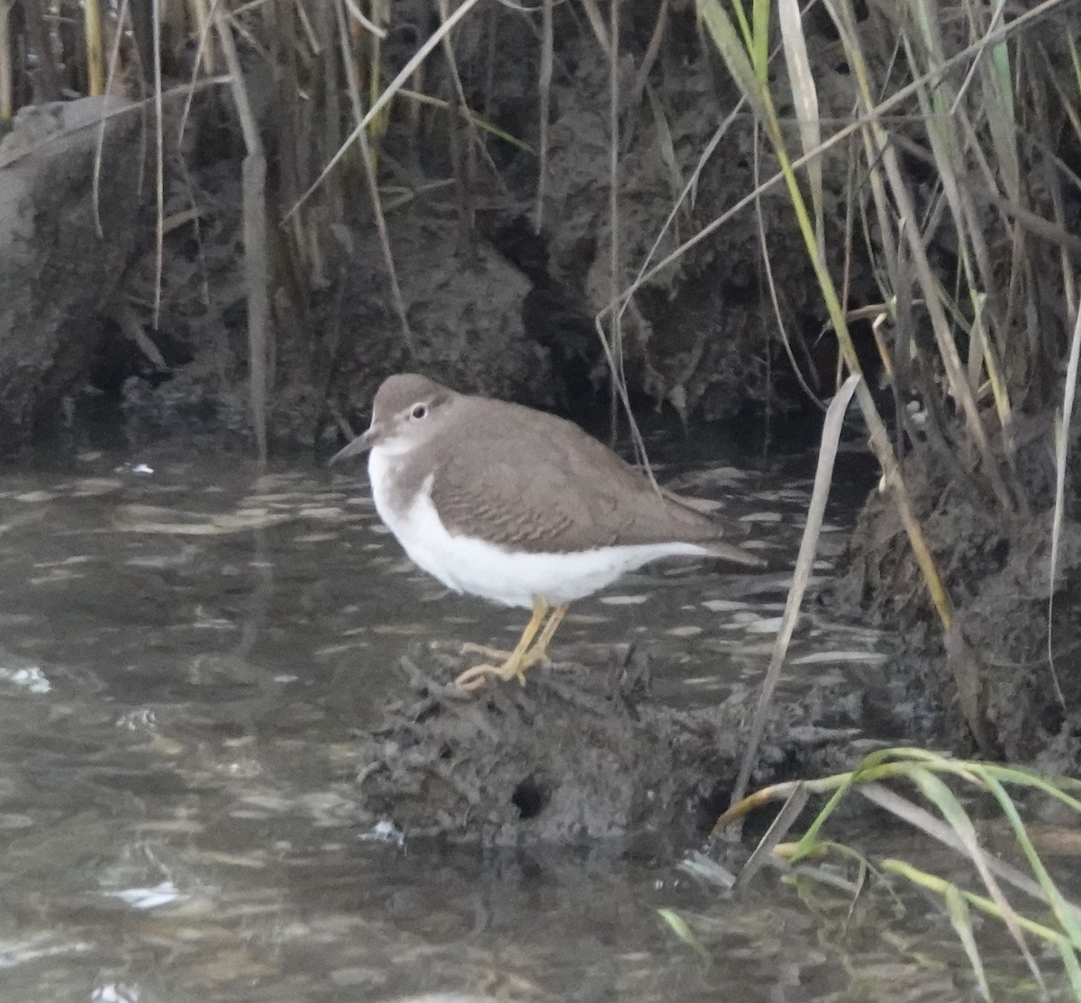 Spotted Sandpiper - ML641157883
