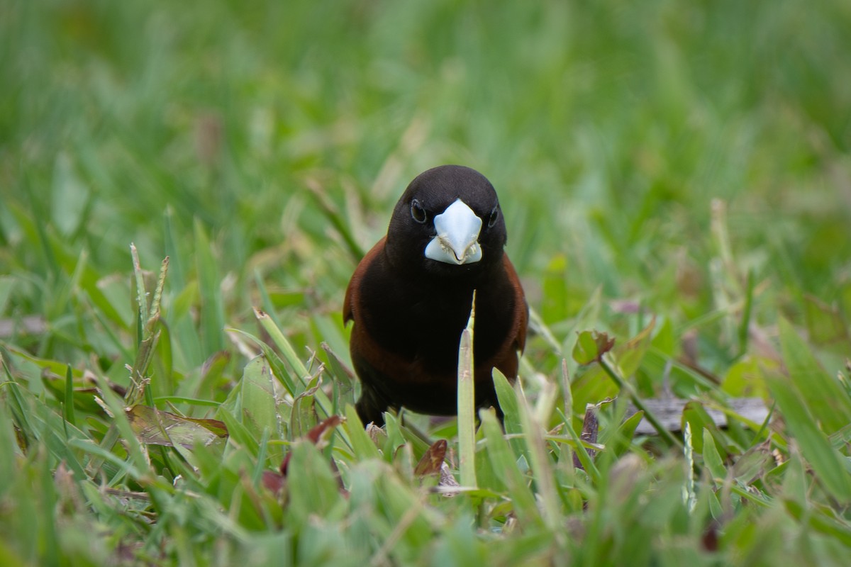 Chestnut Munia - ML641157887