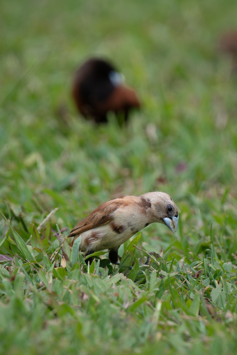 Chestnut Munia - ML641157888