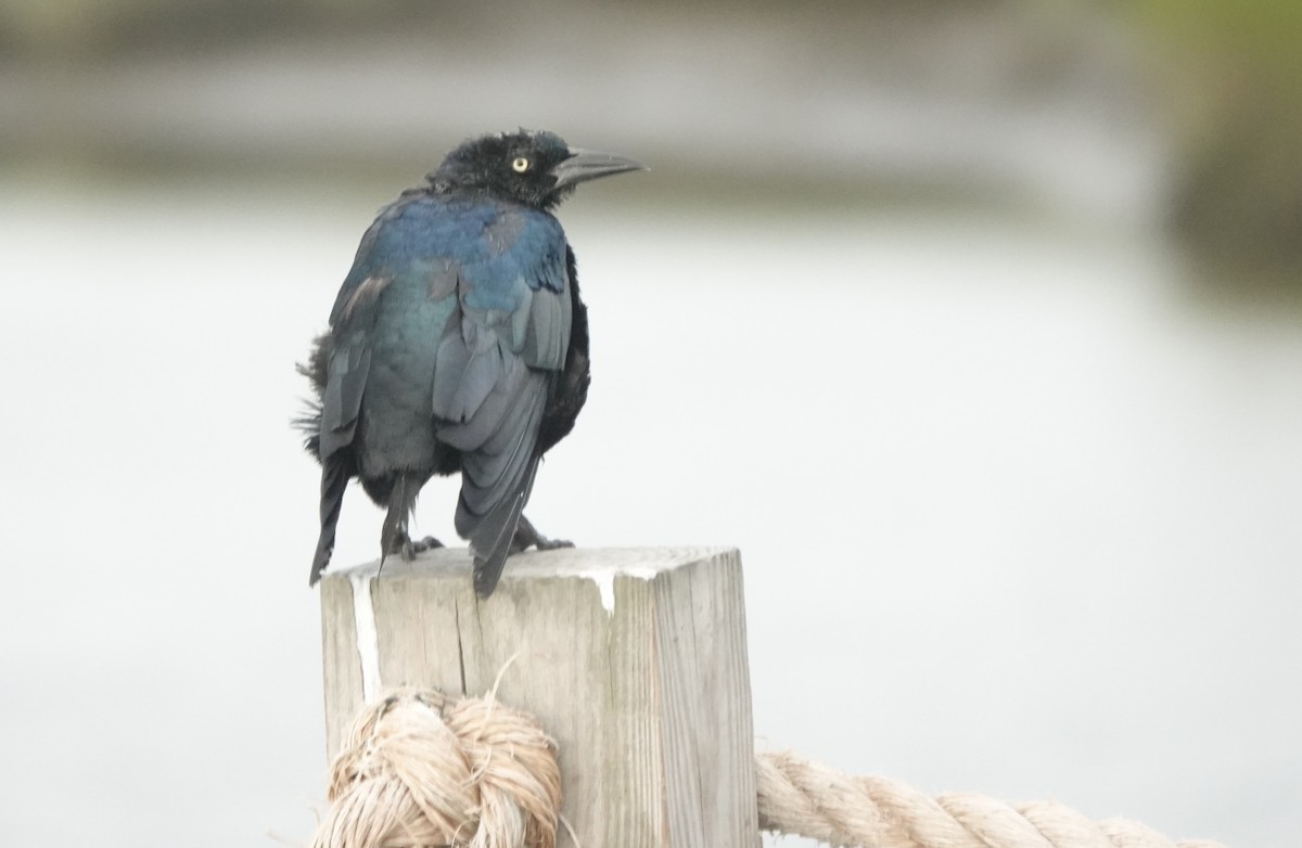 Boat-tailed Grackle - ML641157902