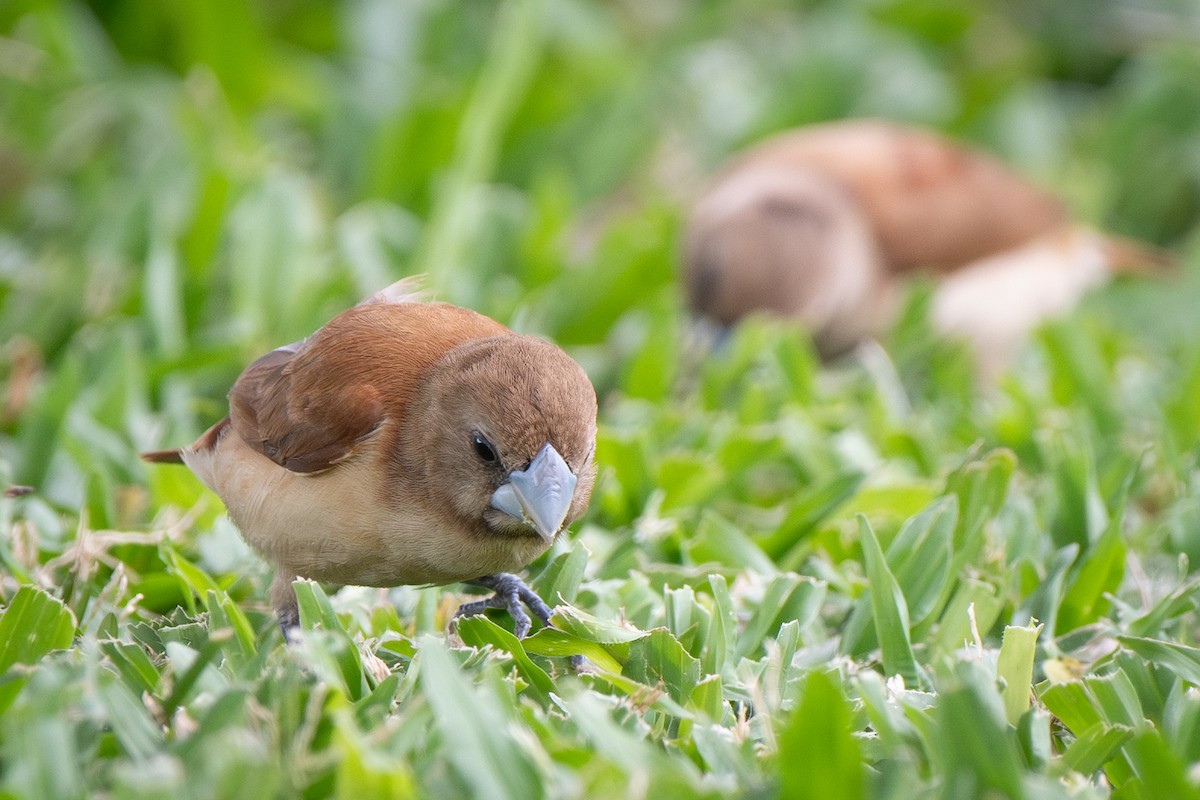 Chestnut Munia - ML641157903